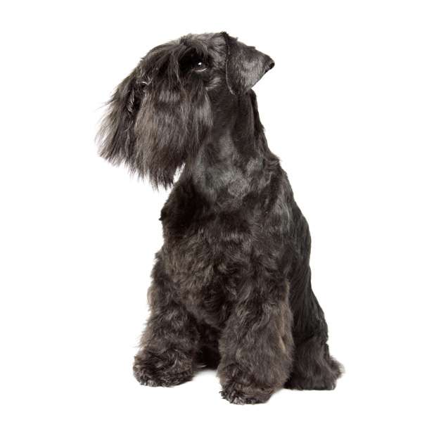 Schnauzer medio nero