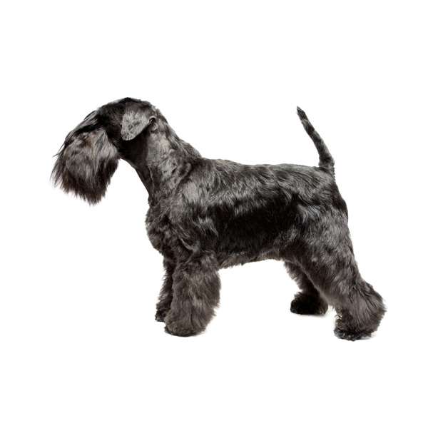 Zwergschnauzer nero