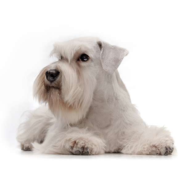 Zwergschnauzer bianco