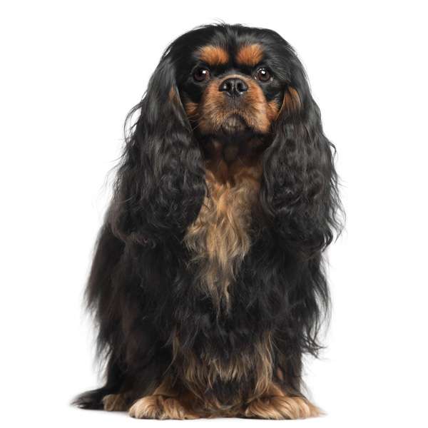 Cavalier king charles spaniel black and tan