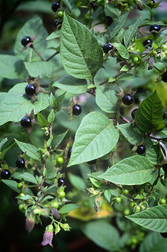 Atropa belladonna (Belladonna) - Pianta Tossica per cani