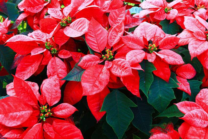 Stella Di Natale Velenosa Per I Cani.Euphorbia Pulcherrima Stella Di Natale Pianta Tossica Per Cani