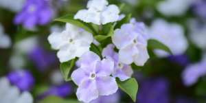 Brunfelsia