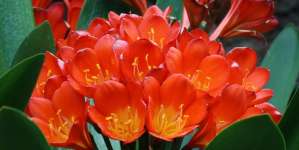 Clivia