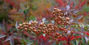 Nandina