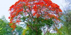 Poinciana