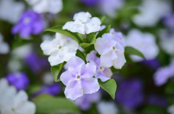 Brunfelsia