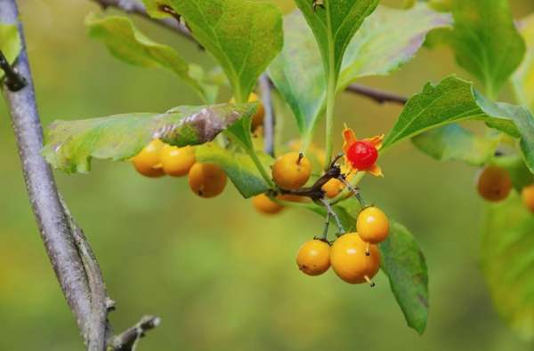 Celastrus scandens