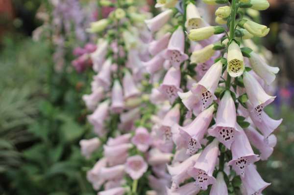 Foxglove