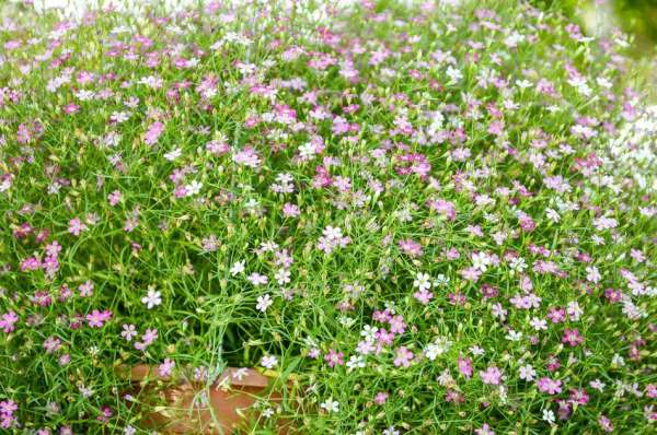 Gypsophila