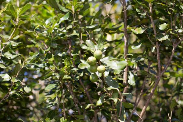 Noci di Macadamia