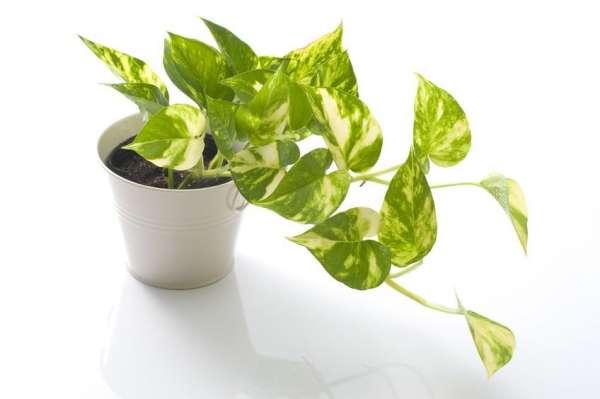 Pothos