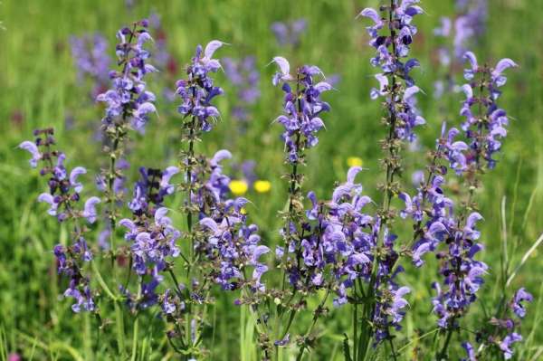 Salvia selvatica