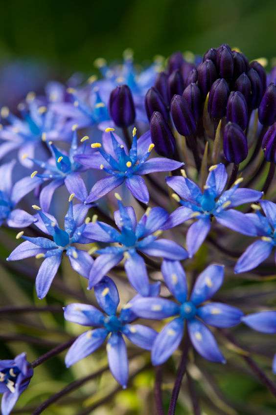 Scilla