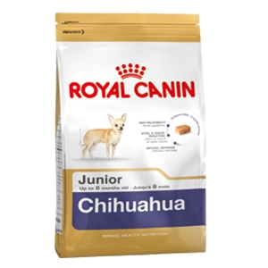 Chihuahua Junior