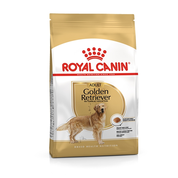 Golden Retriever Adult