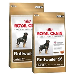 Rottweiler Adult