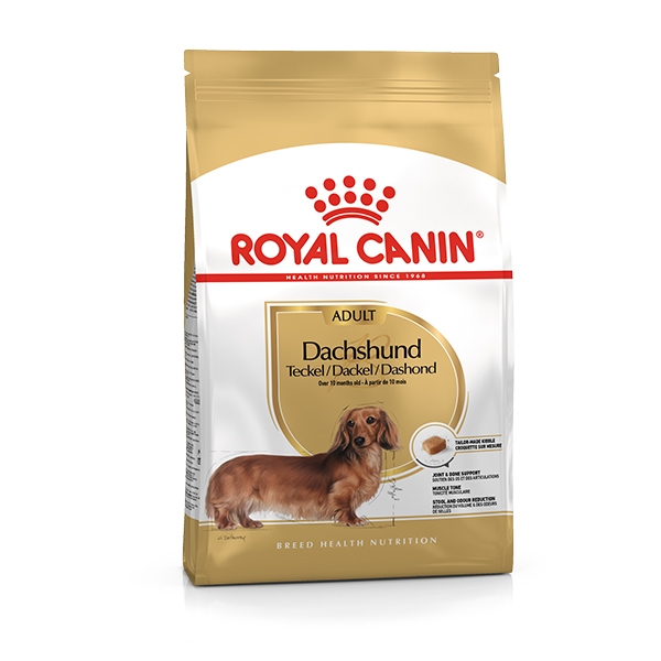 Bassotto Dachshund