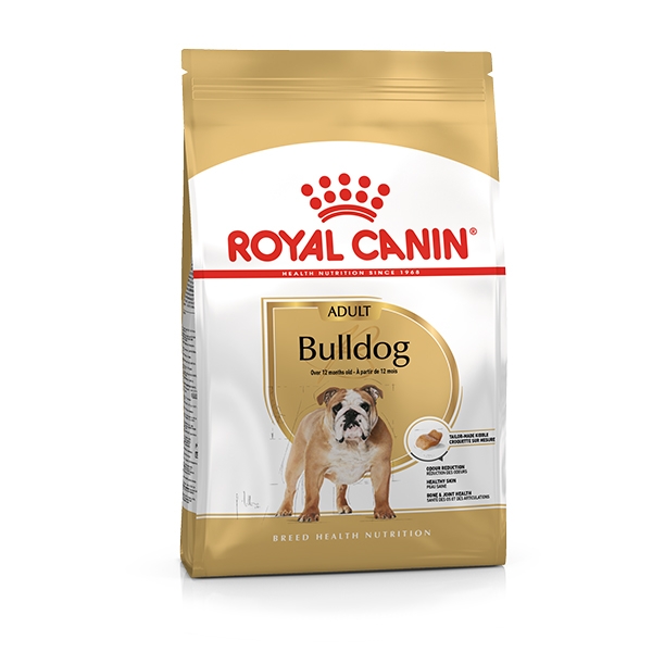 Bulldog Inglese Adult