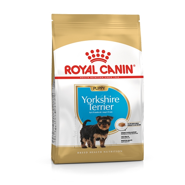 Yorkshire Terrier Junior
