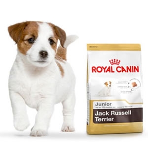Jack Russel Junior