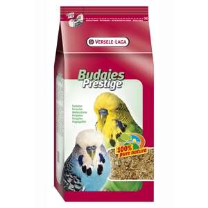 Cocorite Belgio - P42620