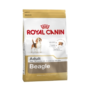 Beagle Adult