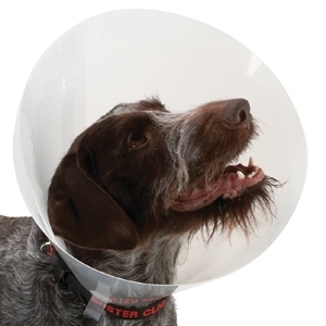 Collare Elisabettiano Classic Trasparente