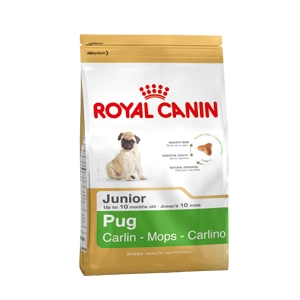 Pug Junior Carlino