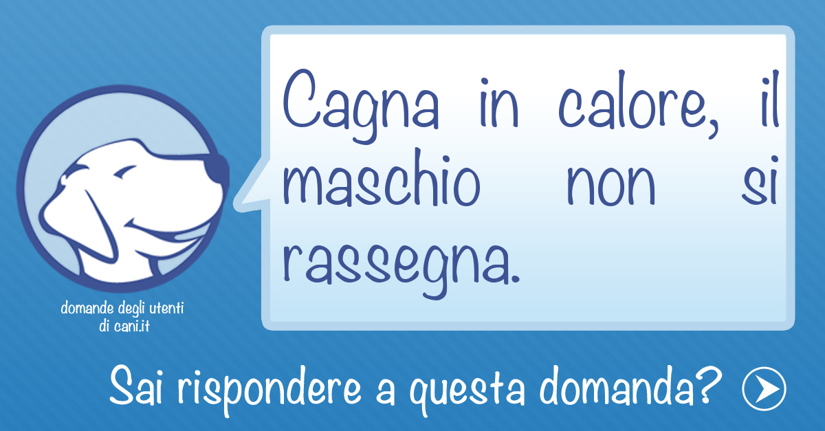 Cagna in calore, il maschio non si rassegna