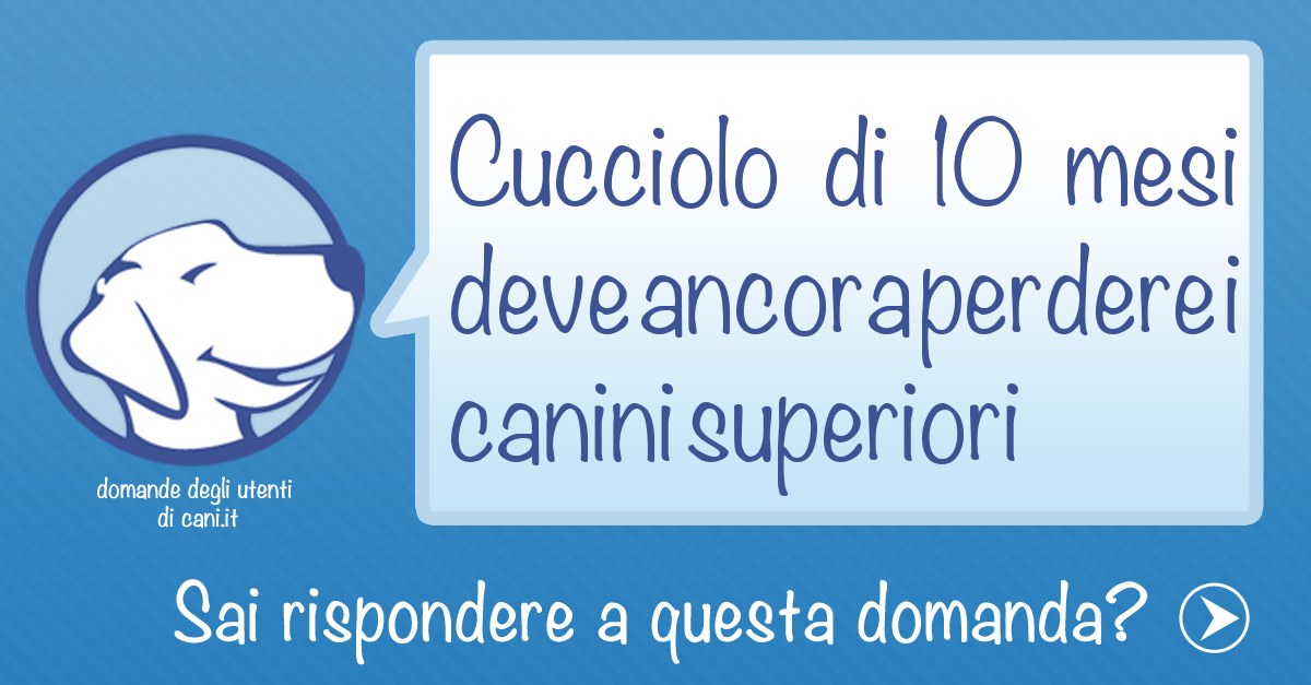 Denti cane 10 mesi