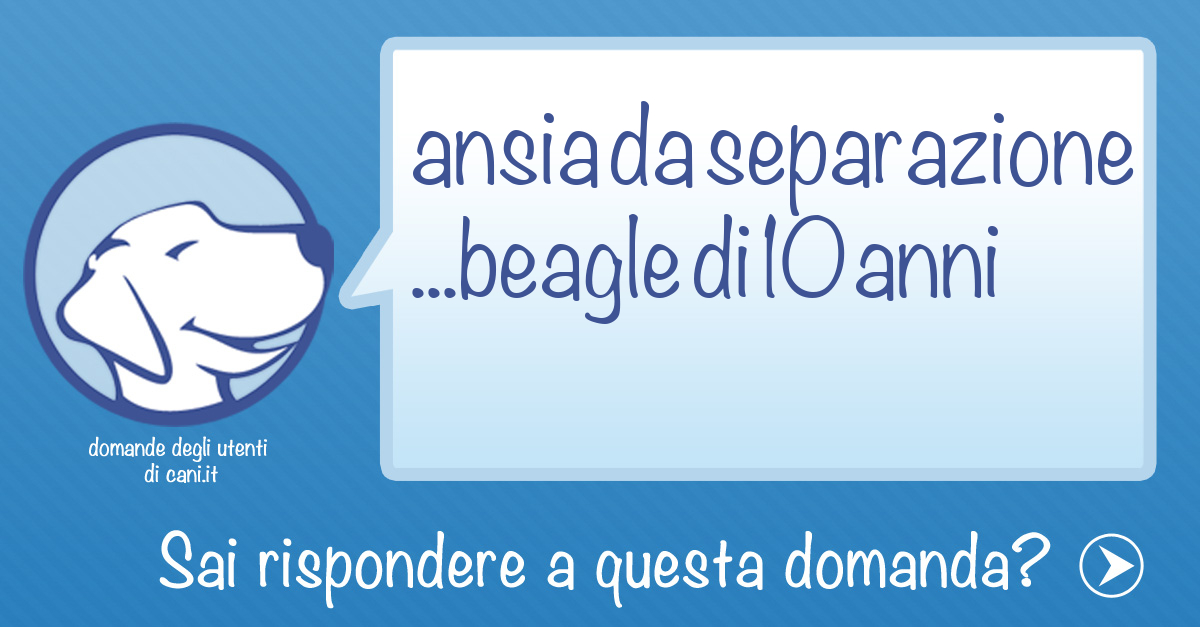 Ansia da separazione beagle di 10 anni