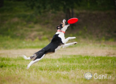 giochi da riporto per cani