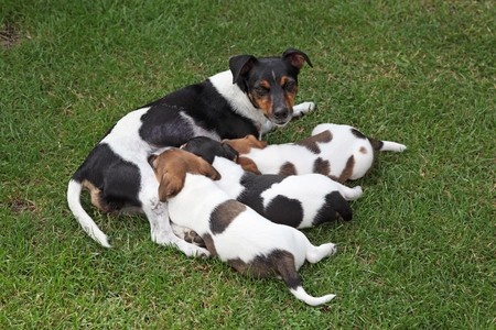 Cagna che allatta i suoi cuccioli