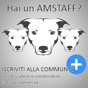 Amstaff social