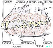 Anatomia dentale cane