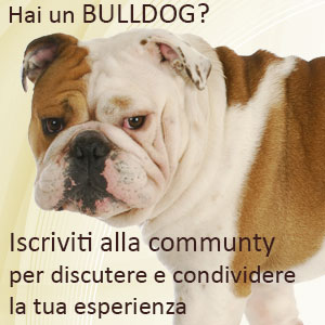 Bulldog social