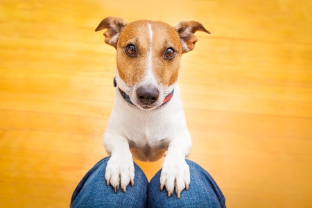 Risultati immagini per cani capiscono quando mentiamo