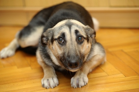 Risultati immagini per cani capiscono quando mentiamo