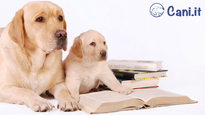 Libri di comportamento e psicologia canina