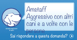amstaff-aggressivo con altri cani e a volte con le persone