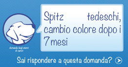 cambio colore spitz nano