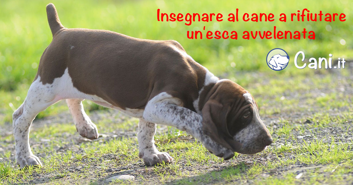 Esca avvelenata per cani