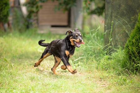 Cane in cortile