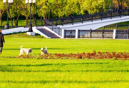 Cane felice al parco