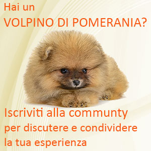 Volpino social